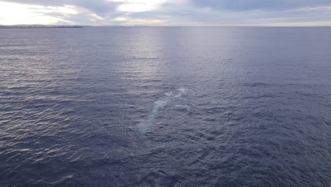 Buckelwale,-Die-Bei-Sonnenaufgang-Im-Offenen-Meer-Schwimmen