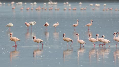 Lines-of-lesser-flamingo-walking-through-a-pool-of-shallow-water-in-Amboseli,-Kenya