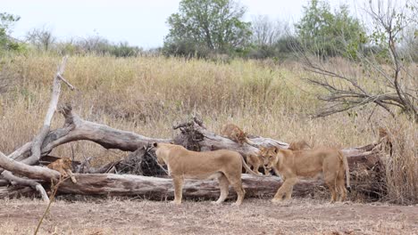 Two-lionesses-and-cubs-settling-near-a-fallen-tree-in-Mashatu,-Botswana