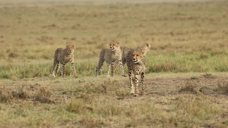 Four-wary-young-cheetahs-walking-through-the-Masai-Mara,-Kenya