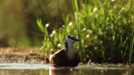 Slow-motion,-eye-level-clip-of-an-African-jacana-bathing-in-early-morning-light,-Zimanga-South-Africa