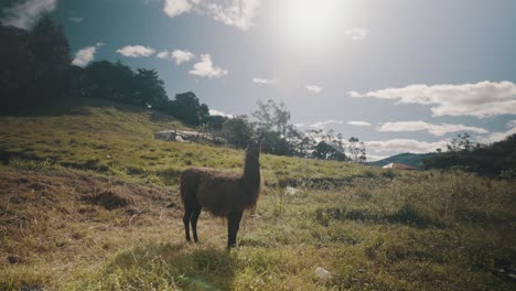 Lama,-Das-In-Der-Sonne-Auf-Einem-Landwirtschaftlichen-Feld-In-Ecuador-Steht---Breit