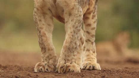 Cropped-close-up-of-a-lion-cub's-strong-legs,-paws-and-spotted-fur-at-Zimanga,-South-Africa