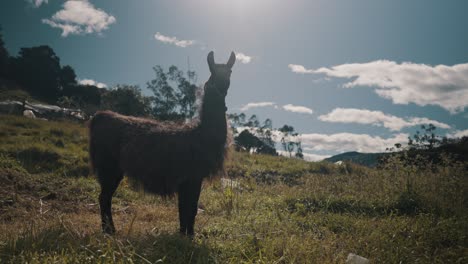 Lama-Guanicoe-Standing-Against-The-Sunlight-In-Countryside-Mountains