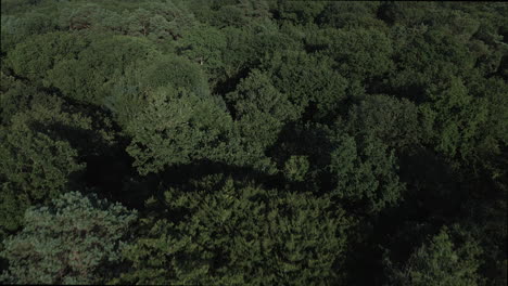 Drone-flying-over-Brocéliande-forest,-Brittany-in-France-1