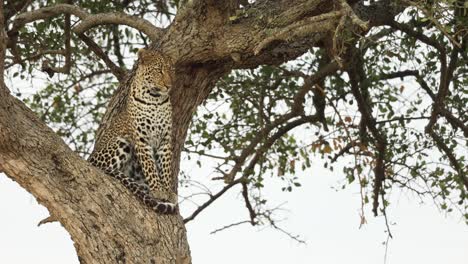 A-leopard,-sitting-in-a-tree,-turns-to-look-at-the-camera-in-the-Masai-Mara,-Kenya