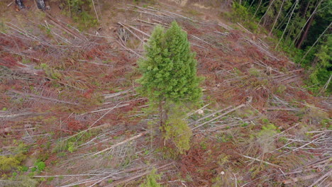 Clearcut-section-of-redwood-trees-Drone-aerial-point-of-interest