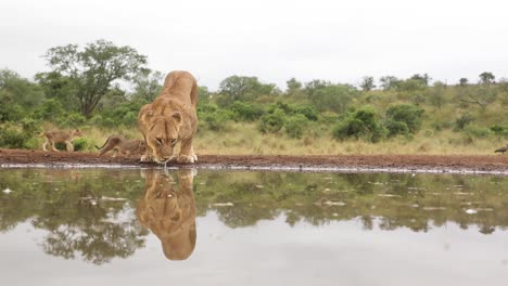 Eye-level-clip-of-two-lionesses-and-cubs-coming-to-drink-at-a-waterhole-at-Zimanga,-South-Africa