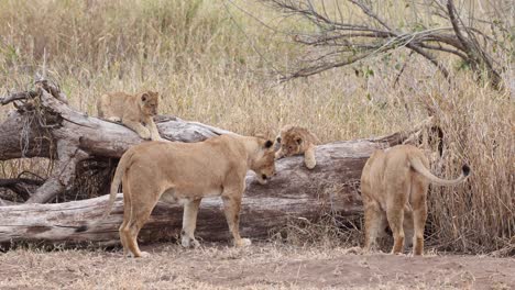 Two-lionesses-and-cubs-searching-a-fallen-tree-for-a-monitor-lizard,-Mashatu-Botswana