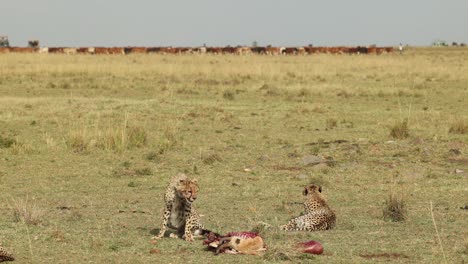 Three-cheetahs-on-a-kill-while-cattle-are-driven-past-behind-and-a-safari-vehicle-approaches-in-Masai-Mara,-Kenya