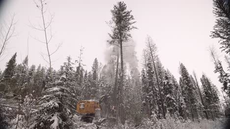 Extra-wide-shot-industrial-timber-manipulator-saw-machine-takes-snow-covered-trees-down-in-snowstorm,-dramatic,-part-of-a-large-series