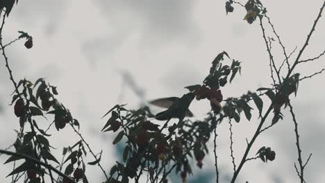 Hummingbird-Feeding-On-Nectar-From-Honeysuckle-Flower---low-angle