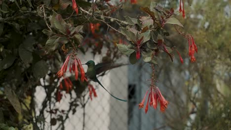 Beautiful-Long-Tailed-Sylph-Hummingbird-Perch-On-Fuchsia-Boliviana-Plant