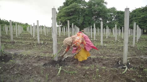 Indian-farmer-Lata-planting-dragon-fruit-cuttings-in-farmland-for-commercial-production
