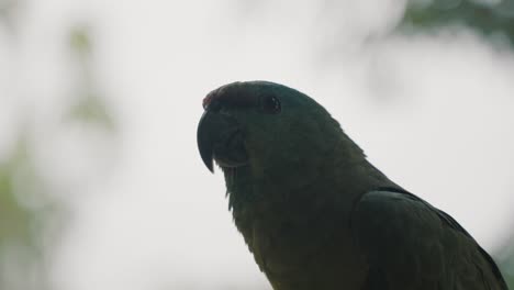 Endangered-Festive-Parrot-In-The-Amazon-Rainforest-Of-Ecuador