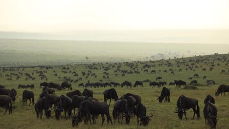 Lapso-De-Tiempo-De-Una-Enorme-Manada-De-ñus-Pastando-En-Las-Vastas-Llanuras-De-Masai-Mara,-Kenia