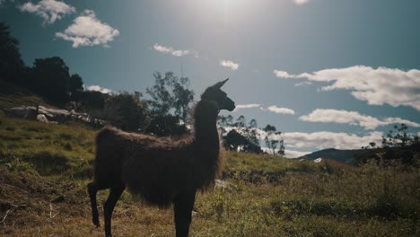 Lama-Camelid,-Das-Auf-Den-Grasbewachsenen-Bergen-Der-Anden-In-Südamerika-Steht