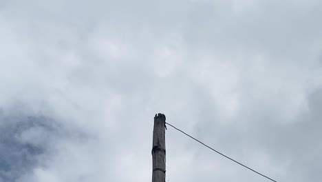 Low-angle-view-of-bamboo-electric-pole-with-flying-birds,-Overcast-cloudy-day