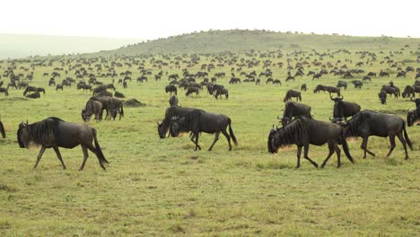 Una-Gran-Manada-De-ñus-Pastando-Pacíficamente-En-Las-Llanuras-Cubiertas-De-Hierba-De-Masai-Mara,-Kenia