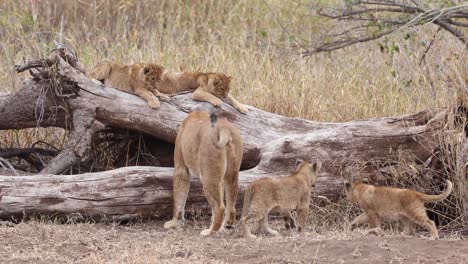 A-lioness-and-five-cubs-investigate-a-hidden-creature-in-a-fallen-tree,-Mashatu-Botswana