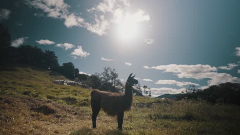 Animal-De-Llama-Guanaco-Salvaje-En-Montañas-Soleadas-En-América-Del-Sur
