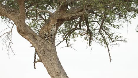 A-leopard-sitting-in-a-tree-and-surveying-the-plains-below-in-the-Masai-Mara,-Kenya