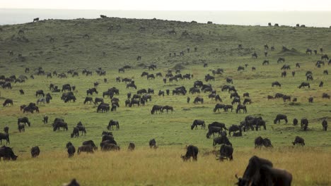 Lapso-De-Tiempo-De-Miles-De-ñus-Pastando-En-Las-Llanuras-Cubiertas-De-Hierba-Del-Masai-Mara,-Kenia