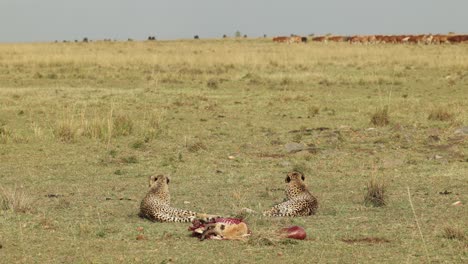 Two-young-cheetahs-lying-with-their-kill,-watching-cattle-pass-in-the-distance-in-the-Masai-Mara,-Kenya