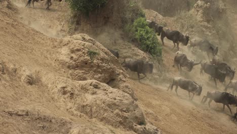 A-herd-of-wildebeest-scrambling-down-a-steep,-dusty-slope-towards-the-river-in-the-Masai-Mara,-Kenya