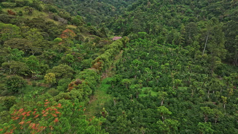 Los-Naranjos-Panama-Aerial-V6-Low-Level-Drone-Flyover-Dichte,-üppig-Grüne-Regenwaldbaumkronen-Mit-Verschiedenen-Tropischen-Vegetationen-Und-Plantagen-–-Aufgenommen-Mit-Mavic-3-Cine-–-April-2022