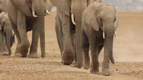 Beschnittener-Clip-Einer-Reihe-Von-Elefanten-Und-Ihren-Jungen,-Die-In-Amboseli,-Kenia,-An-Der-Kamera-Vorbeigehen