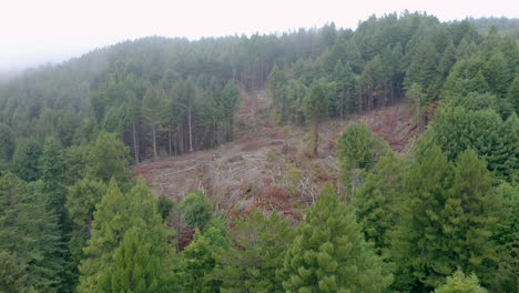 Clearcut-section-of-redwood-trees-Drone-aerial-sideways