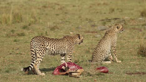 Two-young,-wary-cheetahs-with-a-kill-in-the-Masai-Mara,-Kenya