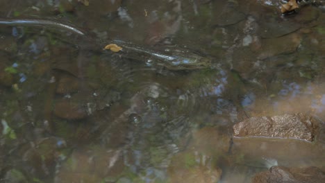 Freshwater-Eel-In-Emmagen-Creek-At-Daintree-National-Park-In-North-Queensland,-Australia