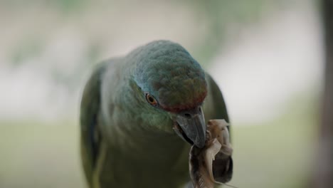 Festlicher-Papagei-Mit-Einem-Teebeutel-Auf-Seinem-Schnabel-Vor-Bokeh-Hintergrund
