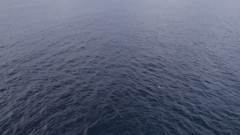 Volando-Sobre-El-Mar-Azul-En-Calma---Costa-Australiana