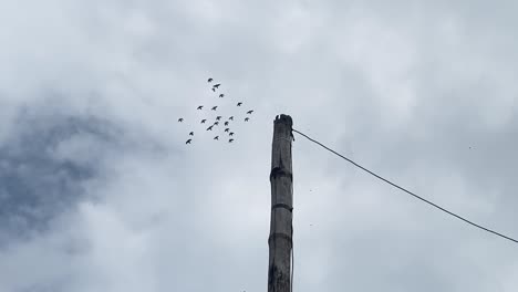 Kleiner-Vogelschwarm-Vorbeifliegend-Mit-Blick-Auf-Post-Mit-Draht