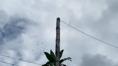 Closeup-of-wooden-electric-pole-with-birds-flying-on-background,-low-angle