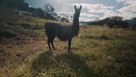 Blick-Auf-Ein-Lama,-Das-An-Einem-Sonnigen-Tag-In-Ecuador-Auf-Dem-Feld-Steht---Breit