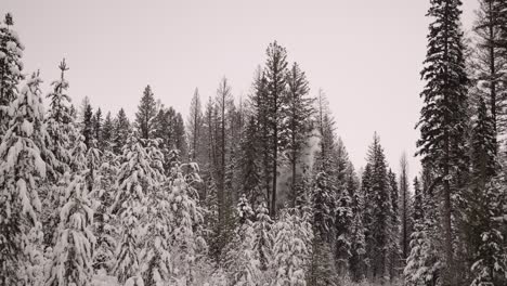 Shoulder-rig-shot-of-treeline-as-trees-fall-due-to-industrial-logging-operation,-snow-falls-off-trees-in-dramatic-effect