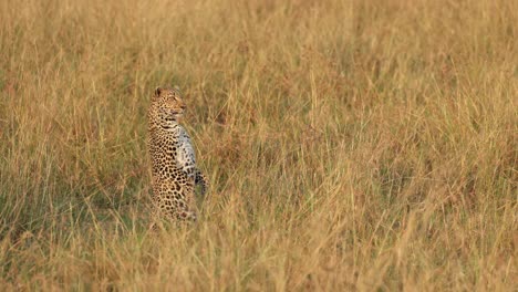 A-leopard-sitting-upright-on-its-back-legs-to-see-over-the-long-grass-in-the-Masai-Mara,-Kenya