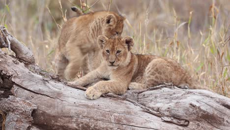 Closeup-of-two-cubs-lying-on-a-fallen-tree