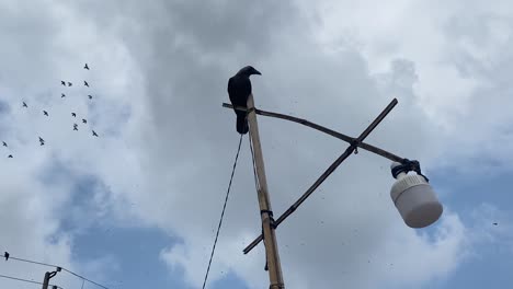 Black-Crow-Perched-On-Makeshift-Lamppost-With-Flock-Of-Birds-Flying-Past-Above-Before-Flying-Off