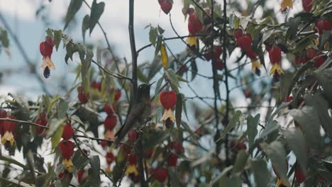 Perching-Metaltail-Hummingbird-On-Abutilon-Megapotamicum-Flowers