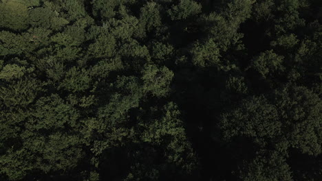 Drone-flying-over-Brocéliande-forest,-Brittany-in-France