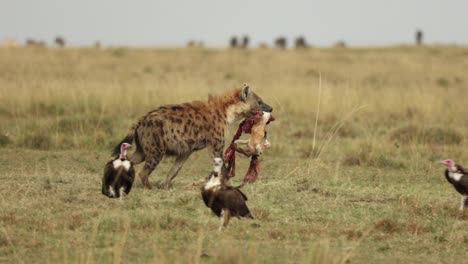A-spotted-hyena-walking-away,-past-vultures,-with-his-stolen-kill-in-the-Masai-Mara,-Kenya