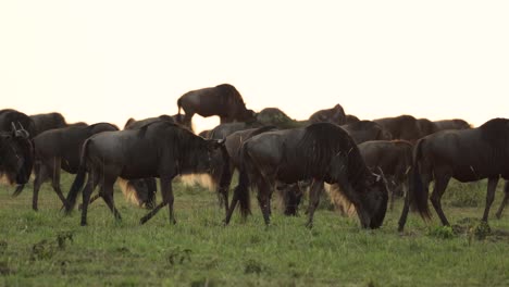A-herd-of-wildebeest-walking-and-grazing-at-sunrise-in-the-Masai-Mara,-Kenya
