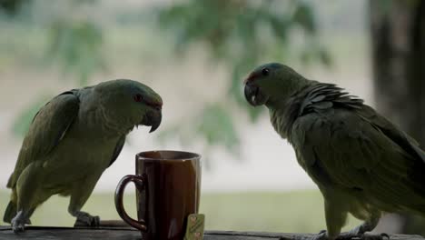 Zwei-Festliche-Amazonas-papageien,-Die-Die-Tasse-Heißen-Tee-Betrachten