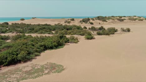 Aerial-view-overlooking-details-of-plants-and-sand-in-the-Dunes-of-Bani-in-Dominican-Republic---decending,-drone-shot