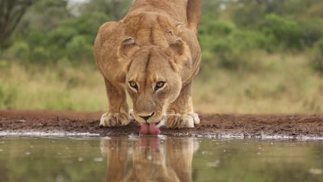 Closeup-of-a-lioness-lapping-water-at-a-hide-in-Zimanga,-South-Africa